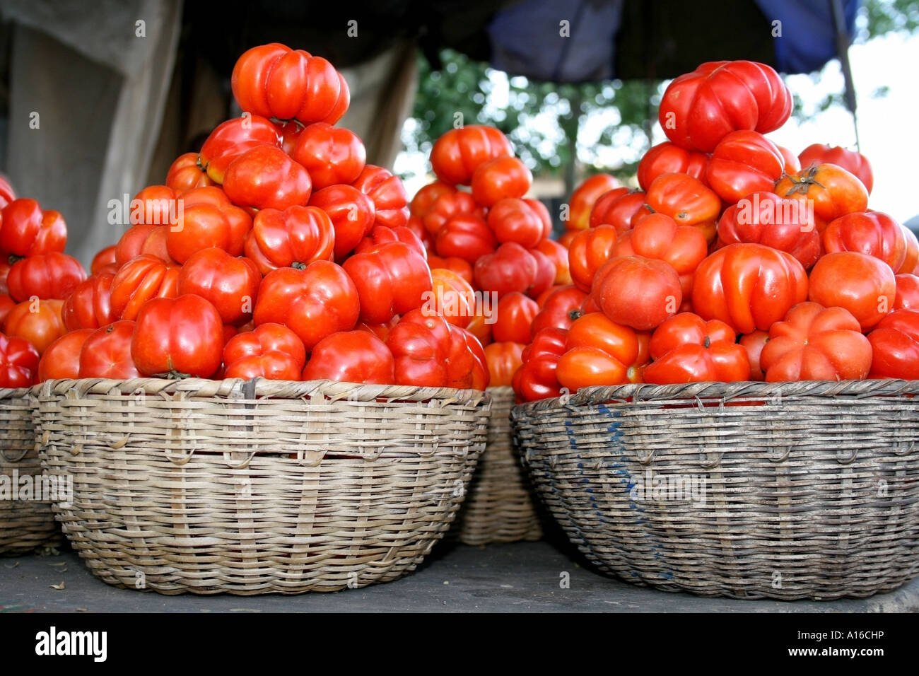 Tomato Bucket